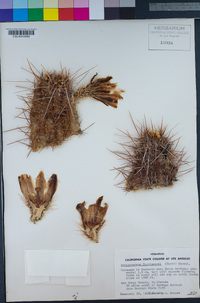 Echinocereus engelmannii image