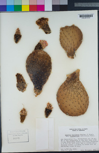 Opuntia basilaris image