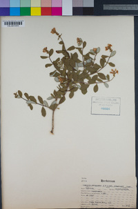 Lonicera subspicata var. johnstonii image
