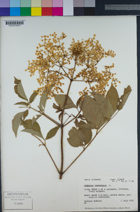 Sambucus nigra image