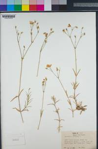 Cerastium arvense image