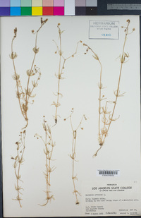 Spergula arvensis image