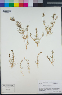 Spergula arvensis image