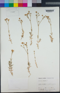 Cerastium arvense image