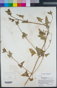 Atriplex prostrata image