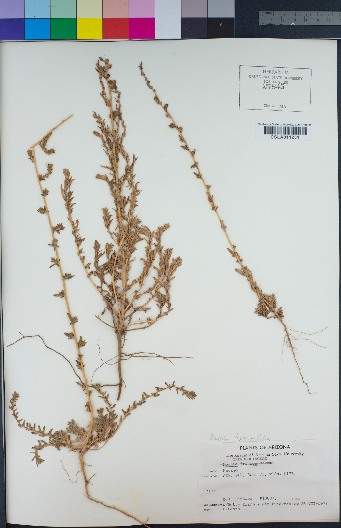 Kochia scoparia subsp. scoparia image