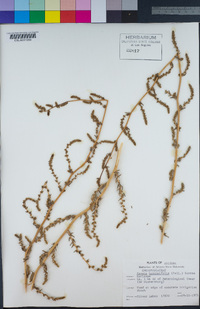 Bassia hyssopifolia image