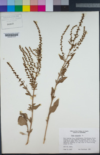 Beta vulgaris image