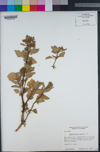 Chenopodium murale image