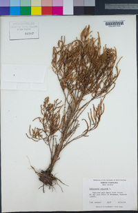 Salicornia europaea image