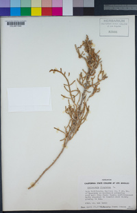 Salicornia depressa image