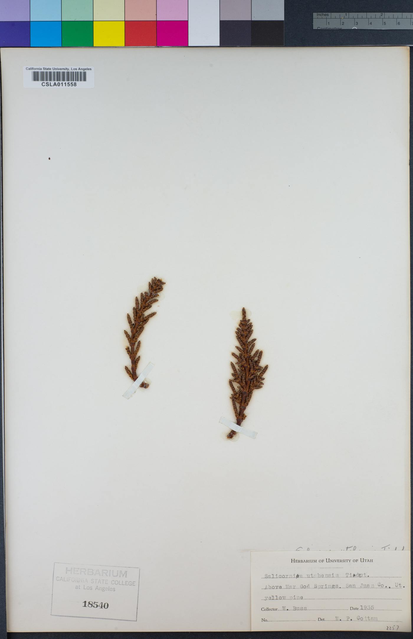 Salicornia utahensis image
