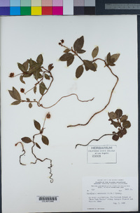 Chimaphila menziesii image