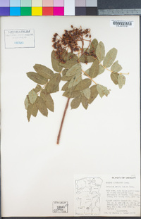 Sorbus sitchensis image