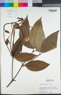 Image of Sphinctanthus maculatus