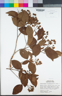 Image of Bothriospora corymbosa