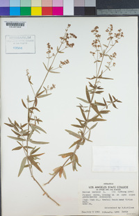 Galium boreale image