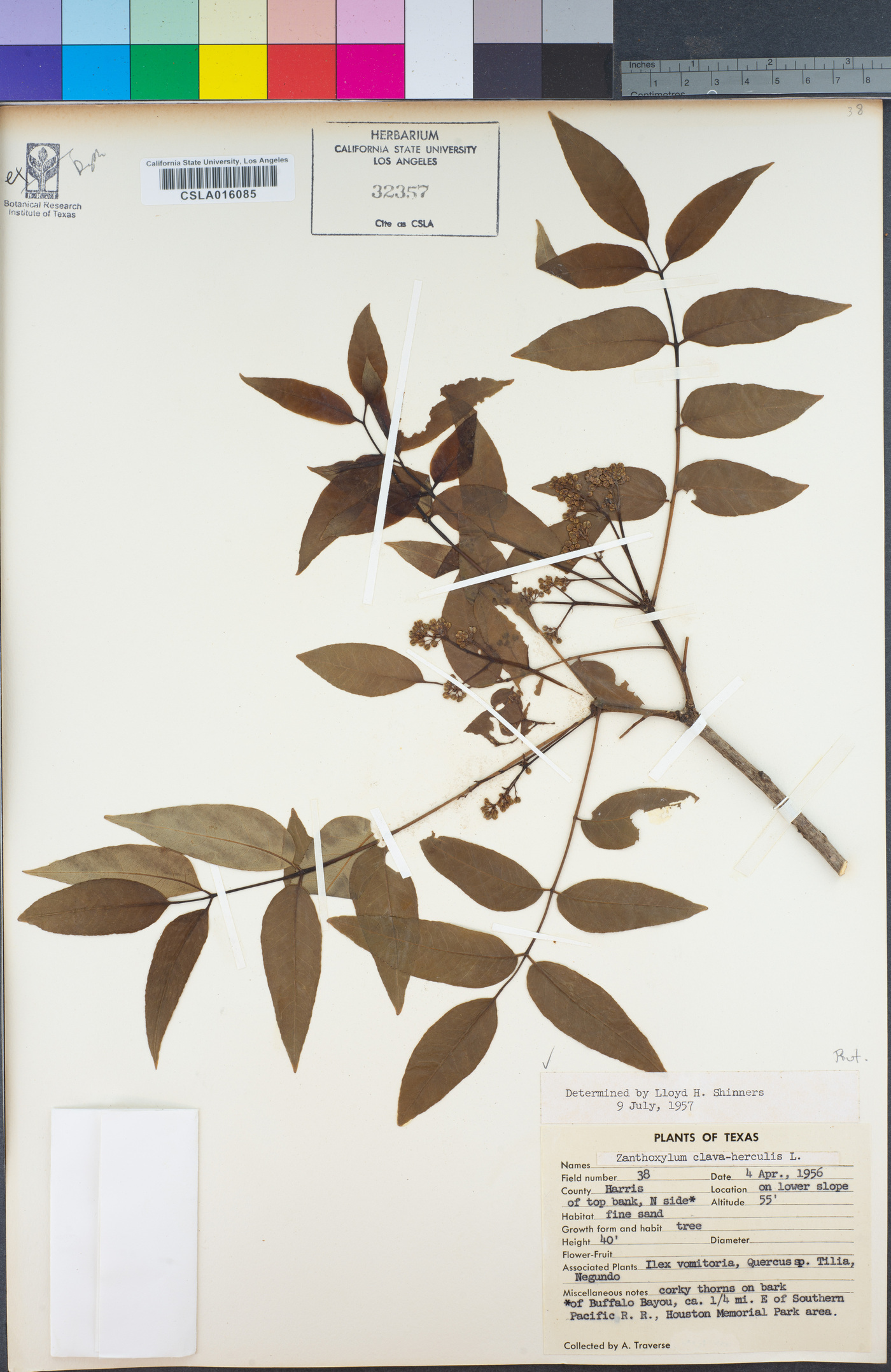 Zanthoxylum clava-herculis image