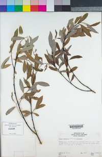 Salix lemmonii image