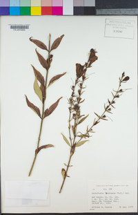 Image of Aureolaria levigata