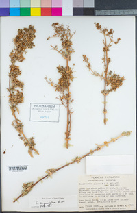 Image of Calceolaria glauca