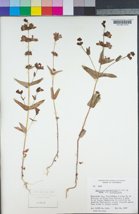 Collinsia heterophylla image