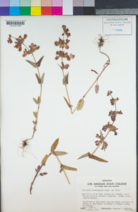 Collinsia heterophylla image