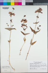 Collinsia heterophylla image