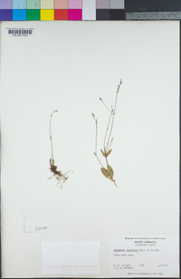Image of Lindernia monticola