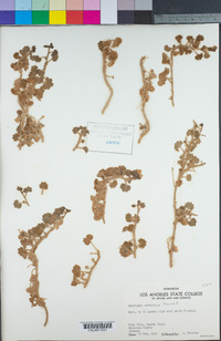 Image of Mabrya acerifolia