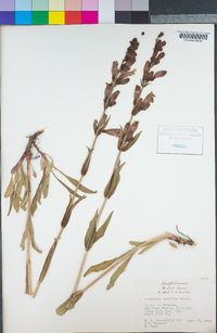 Penstemon strictus image