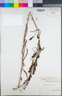 Penstemon strictus image