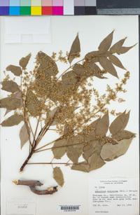 Ailanthus altissima image