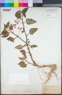 Solanum nigrum image