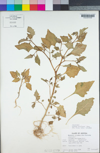 Solanum americanum image