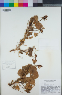 Tropaeolum majus image
