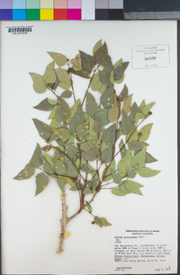 Celtis reticulata image