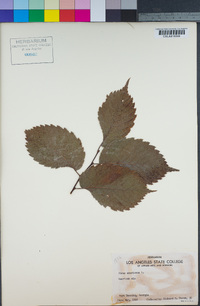 Ulmus americana image