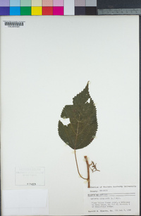 Laportea canadensis image