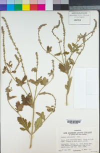 Verbena lasiostachys image