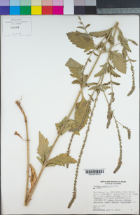 Verbena lasiostachys image