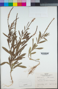 Verbena simplex image