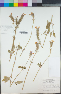Image of Glandularia tampensis