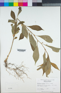 Hybanthus concolor image