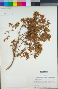 Larrea tridentata image