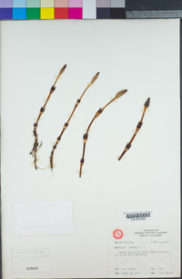 Equisetum arvense image