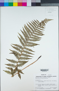 Athyrium filix-femina image