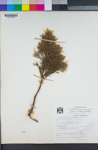 Image of Hesperocyparis lindleyi