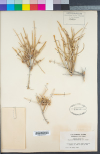 Ephedra funerea image