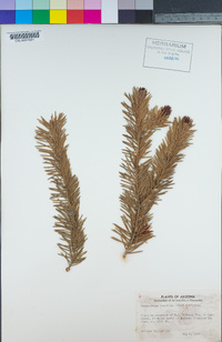 Pseudotsuga taxifolia image